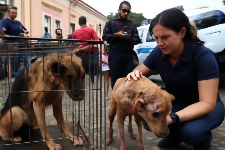 Petrópolis e Araruama lideram denúncias de maus-tratos a animais com quase 6 mil casos no RJ em 2026